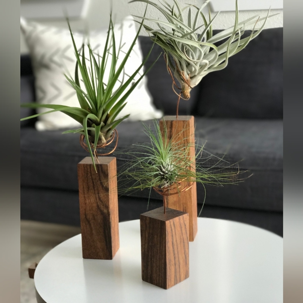 Air plant stand